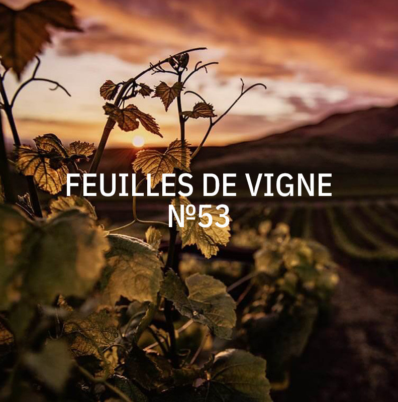 KUKUI 400ml Duft für AERO - Feuilles de Vigne N°53 KUKUI 400ml Duft für AERO - Feuilles de Vigne N°53